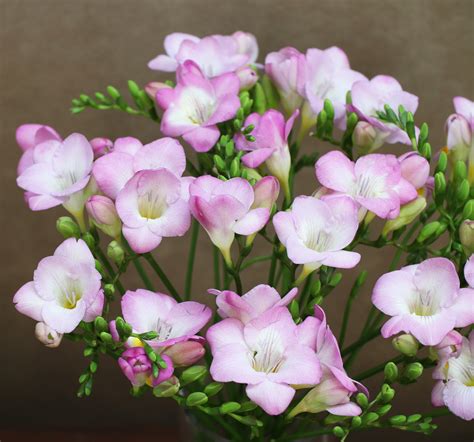 what do freesias look like.